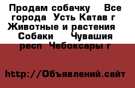 Продам собачку  - Все города, Усть-Катав г. Животные и растения » Собаки   . Чувашия респ.,Чебоксары г.